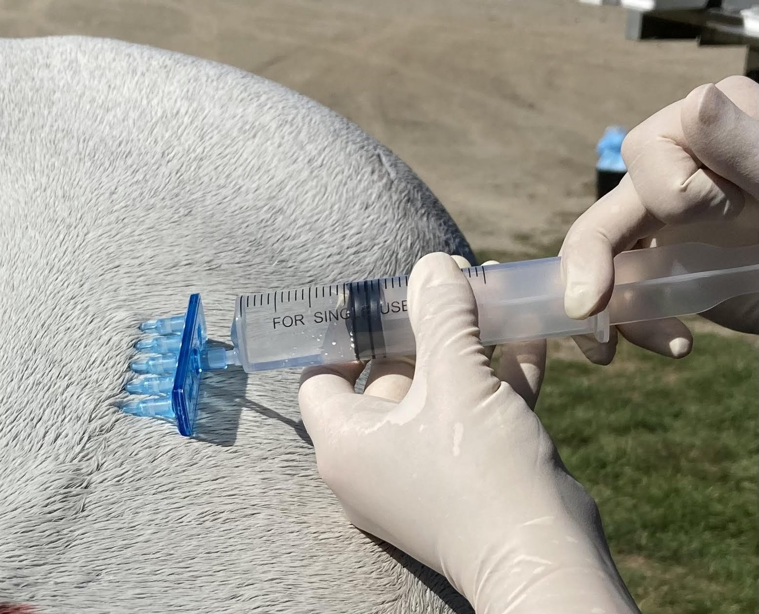 The Do’s and Don’ts of Mesotherapy for Horses