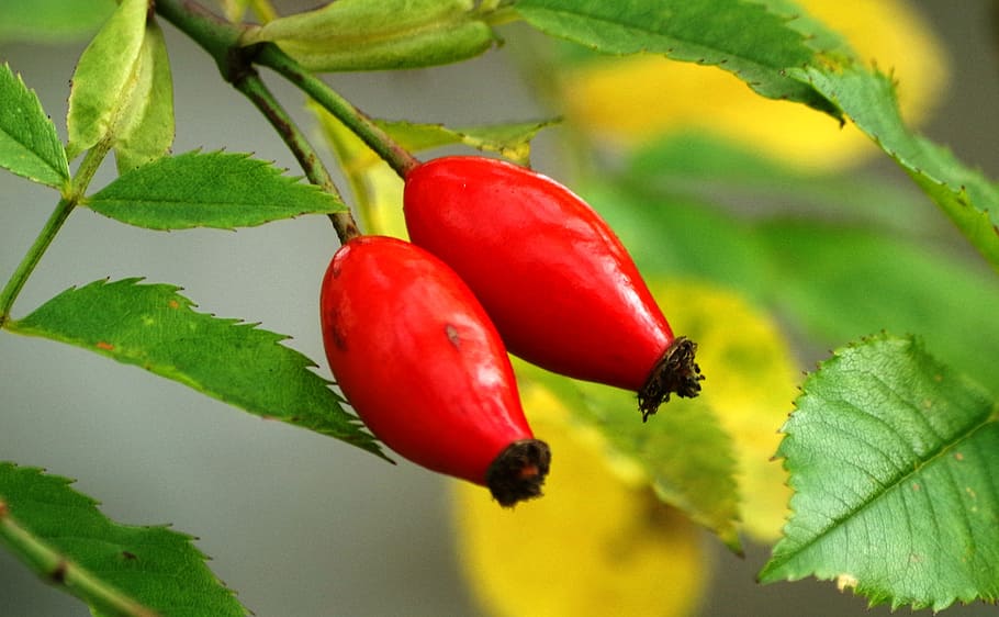 The Surprising Benefits of Adding Rosehip to Your Horse’s Diet